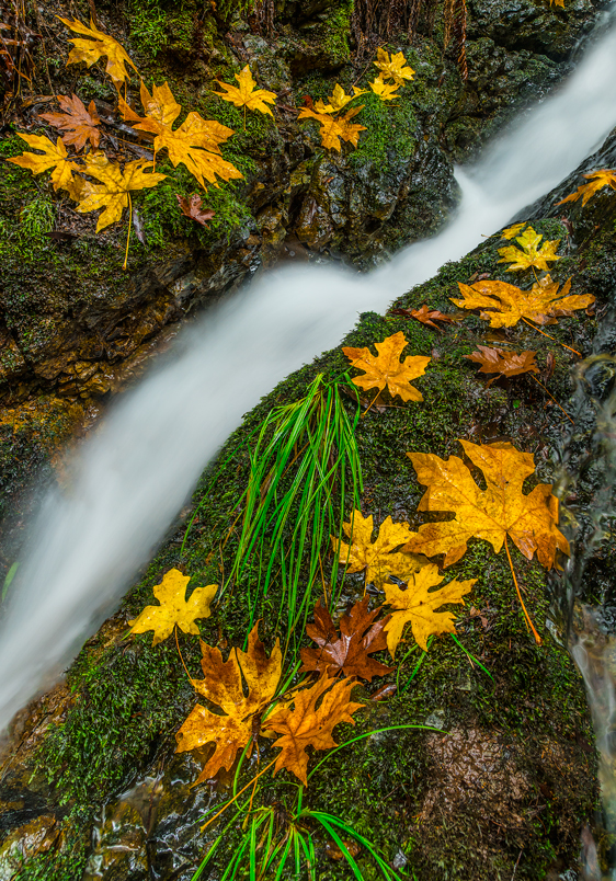 Cataract Falls Marin County Mount Tamalpais State Park California Fall Color Waterfalls Fine Art Landscape Photography Mark Lilly