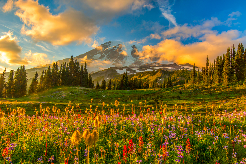 Mount Rainier National Park Mazama Ridge Wildflowers Washington State Pacific Northwest Fine Art Landscape Photography Mark Lilly Sunset