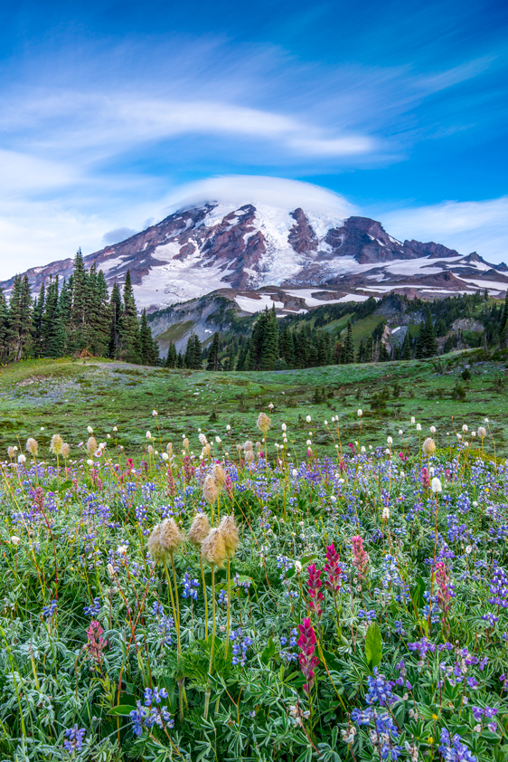 Mount Rainier National Park Mazama Ridge Wildflowers Washington State Pacific Northwest Fine Art Landscape Photography Mark Lilly