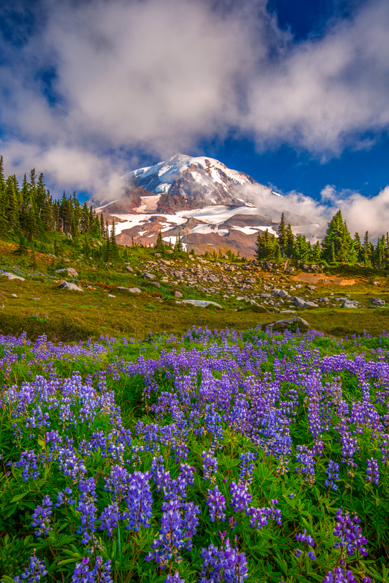 Mount Rainier National Park Spray Park Wildflowers Washington State Pacific Northwest Fine Art Landscape Photography Mark Lilly Sunset