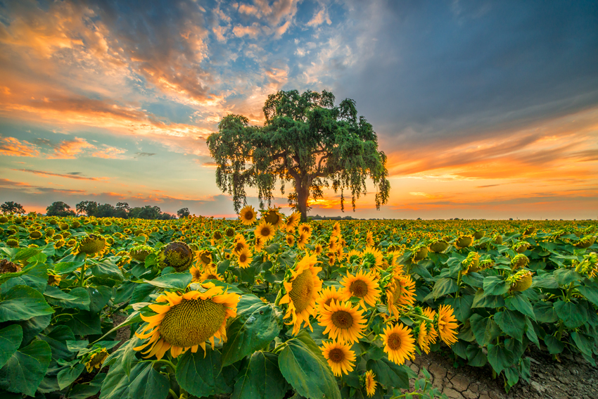 Woodland Davis California Sacramento Valley Yolo County Oak Tree Sunflowers Fine Art Landscape Photography Mark Lilly