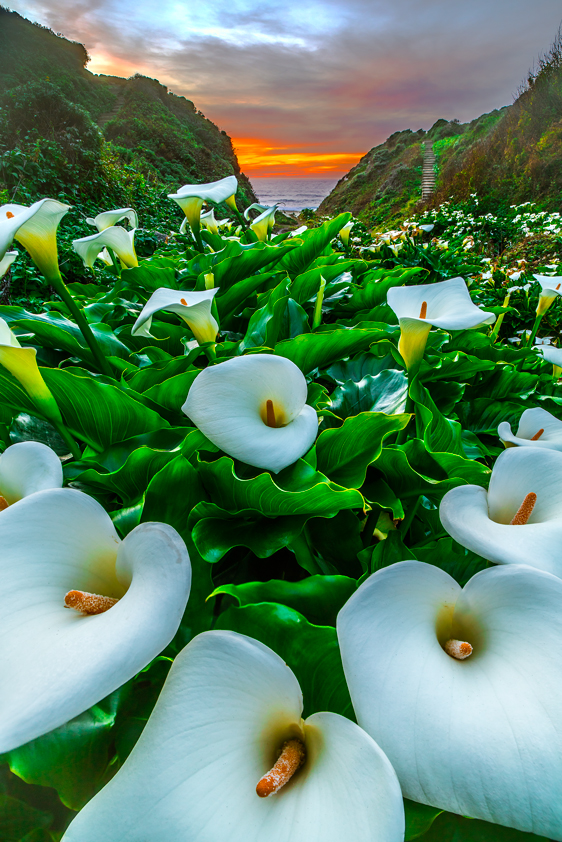 Garrapata State Park California Calla Lilies Monterey County Santa Cruz Carmel Big Sur Mark Lilly Fine Art Landscape Photography