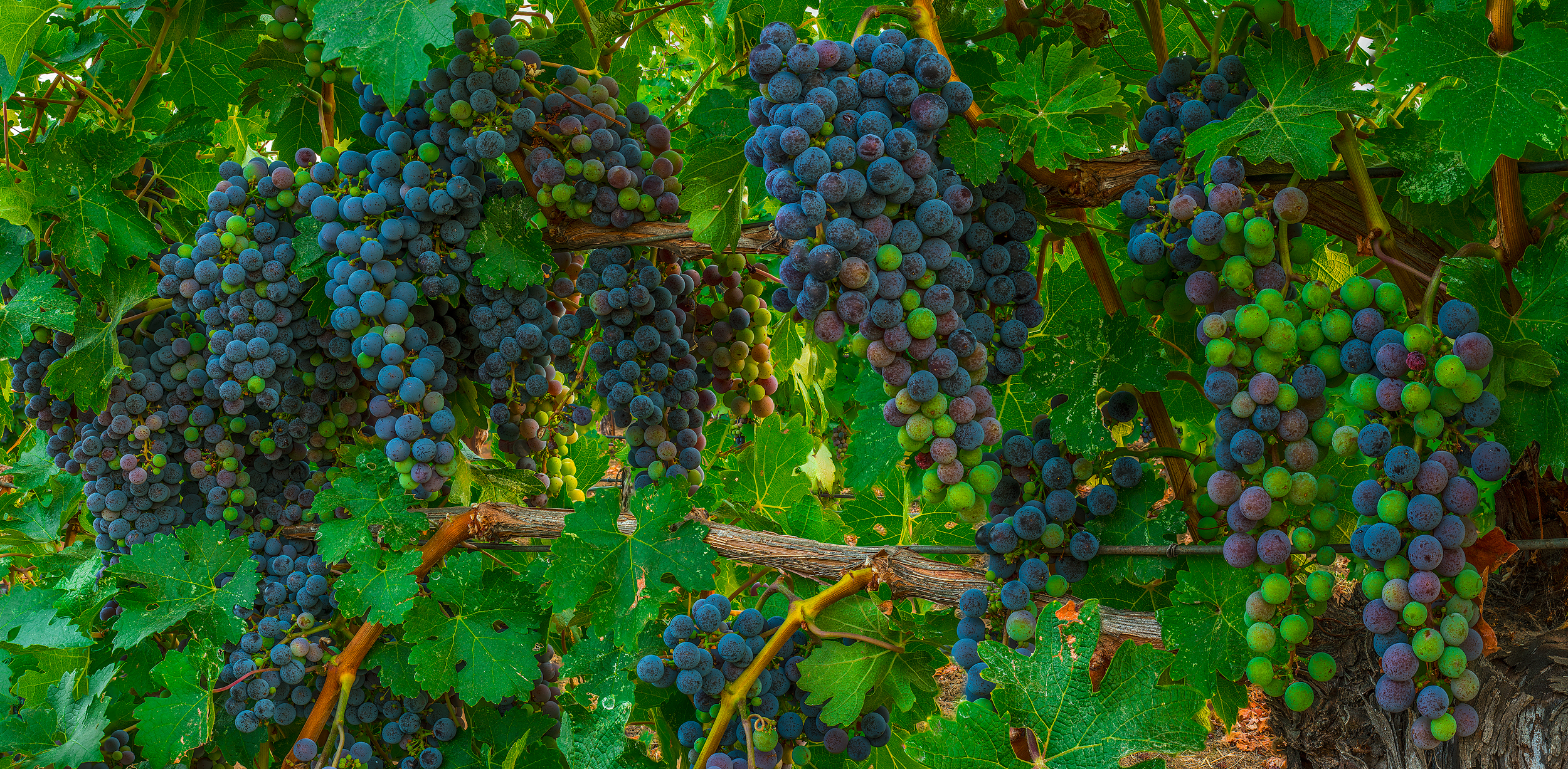 Alexander Valley Napa Valley Sonoma County Healdsburg Cloverdale Wine Winery Grapes California Fine Art Landscape Photography Mark Lilly