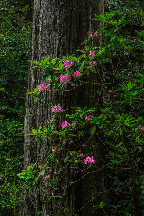 Redwood National Park Rhodies Del Norte Humboldt Redwoods Rhododendron Fine Art Landscape Photography Mark Lilly