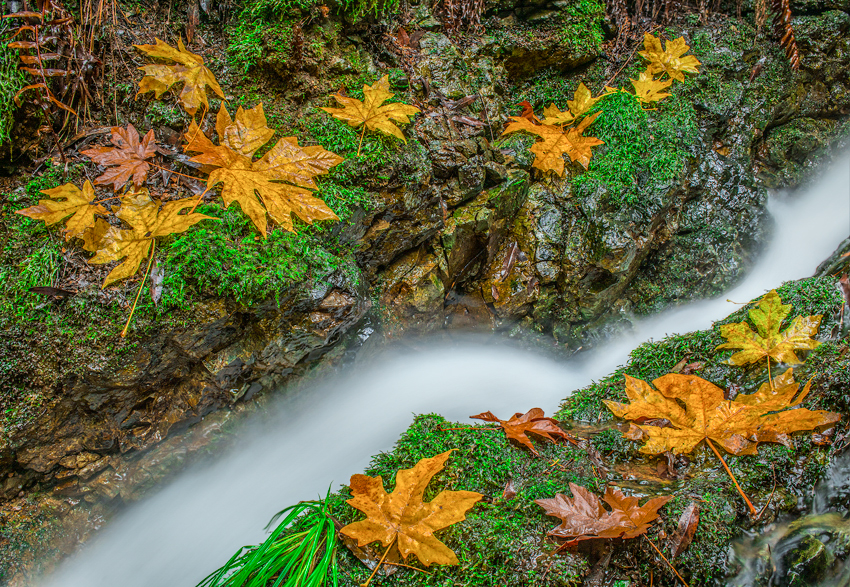 Mount Tamalpais Cataract Falls Fall Autumn Color Mark Lilly Fine Art Photography