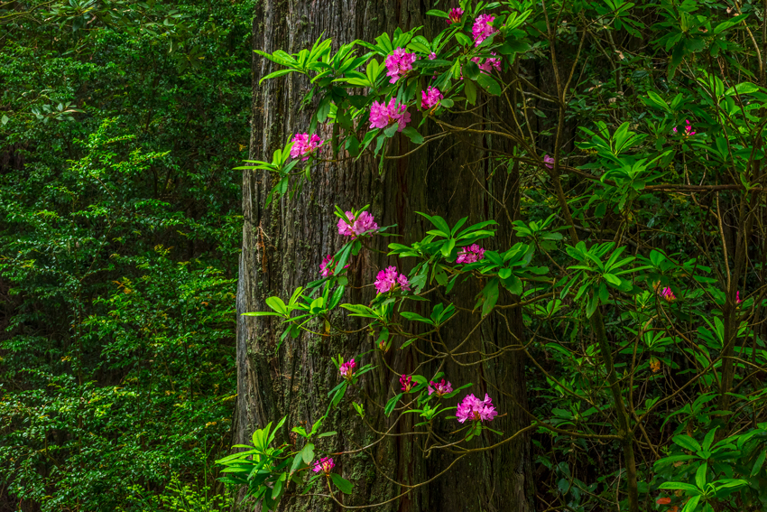 Redwood National Park Rhodies Del Norte Humboldt Redwoods Rhododendron Fine Art Landscape Photography Mark Lilly