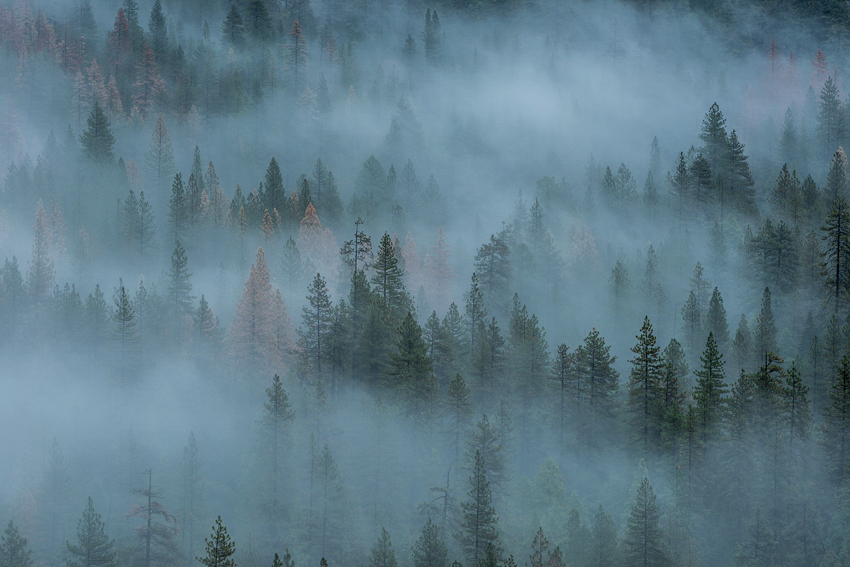 Yosemite National Park Fog Trees Fine Art Landscape Photography Mark Lilly