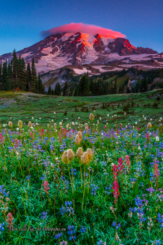 Mount Rainier National Park Mazama Ridge Wildflowers Washington State Pacific Northwest Fine Art Landscape Photography Mark Lilly