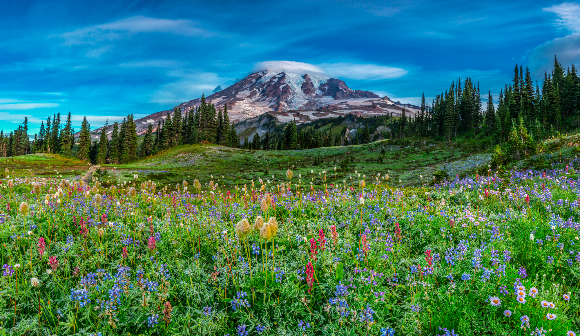 Mount Rainier National Park Mazama Ridge Wildflowers Washington State Pacific Northwest Panorama Fine Art Landscape Photography Mark Lilly