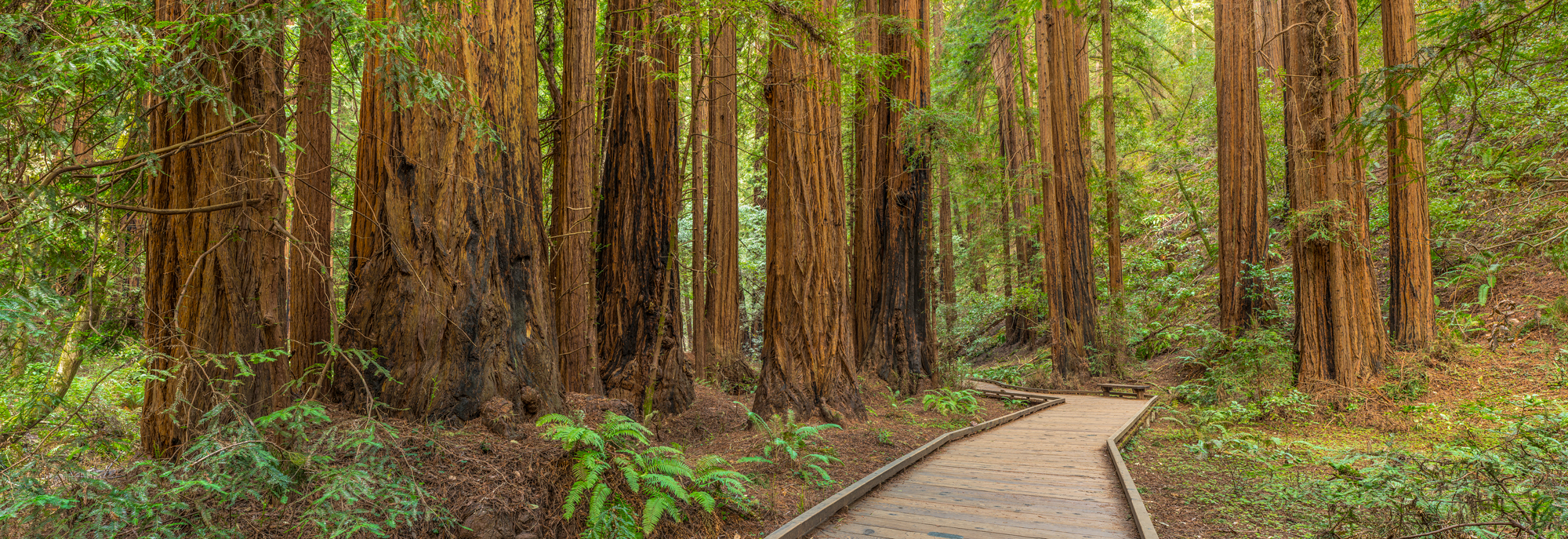 Muir Woods National Monument Marin County Redwoods Panorama Fine Art Landscape Photography Mark Lilly