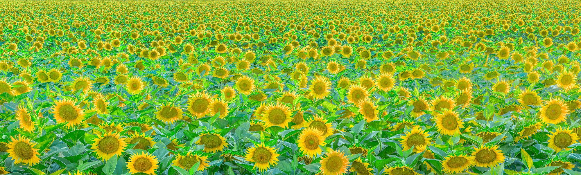 Woodland Davis California Sacramento Valley Yolo County Sunflowers Panorama Fine Art Landscape Photography Mark Lilly