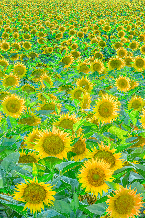 Woodland Davis California Sacramento Valley Yolo County Sunflowers Fine Art Landscape Photography Mark Lilly